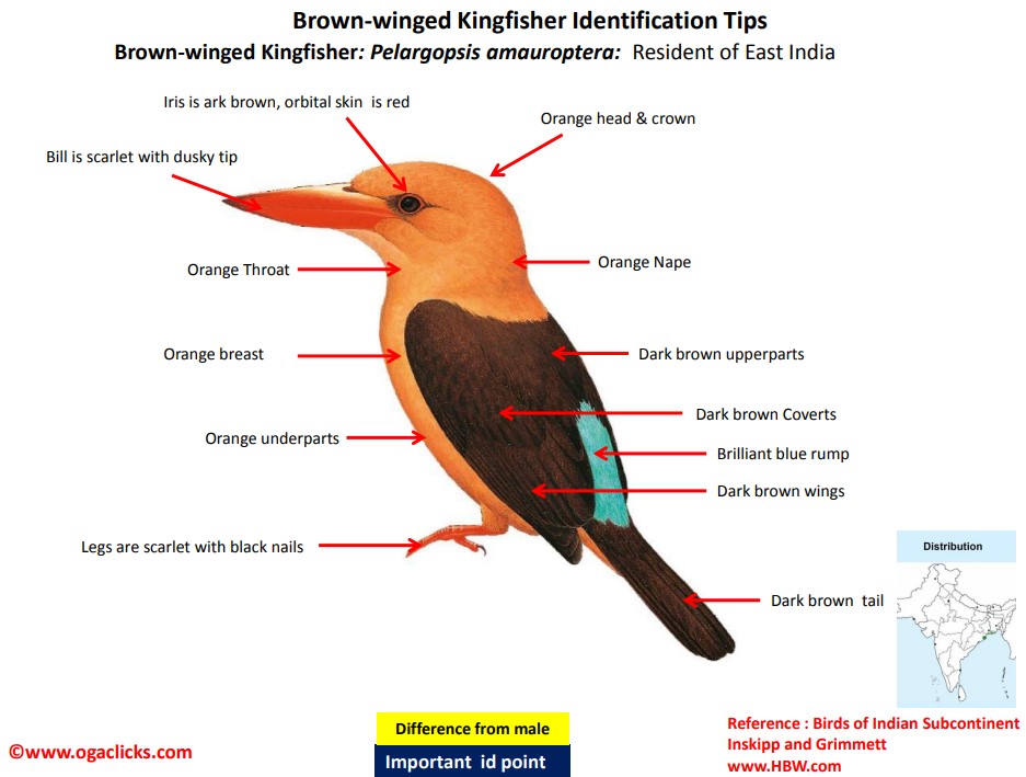 Brown-winged kingfisher id