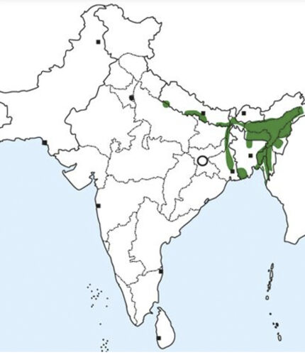 Ashy-headed Green Pigeon -map