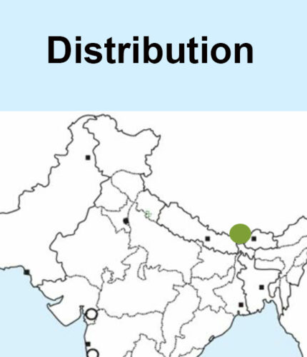 Black-rumped Magpie -Map