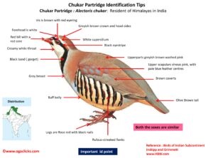 Chukar Partridge id