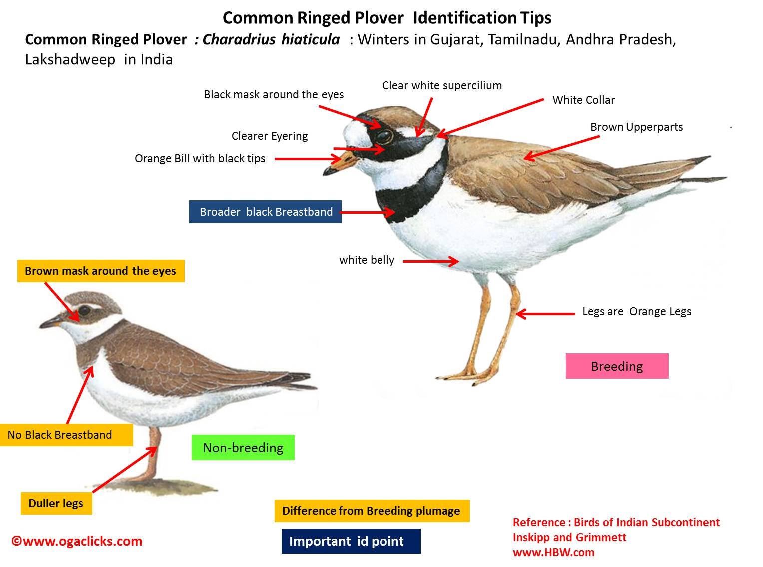 common-ringed-plover-detail - Ogaclicks