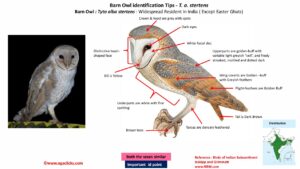 Eastern Barn Owl-id