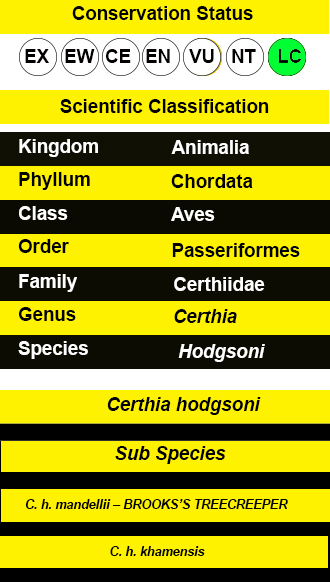 Hodgsons Treecreeper