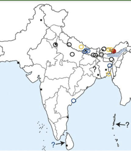 Long-billed Plover Map