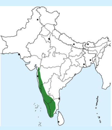 Malabar Imperial Pigeon