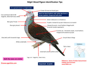 Nilgiri Wood Pigeon Id