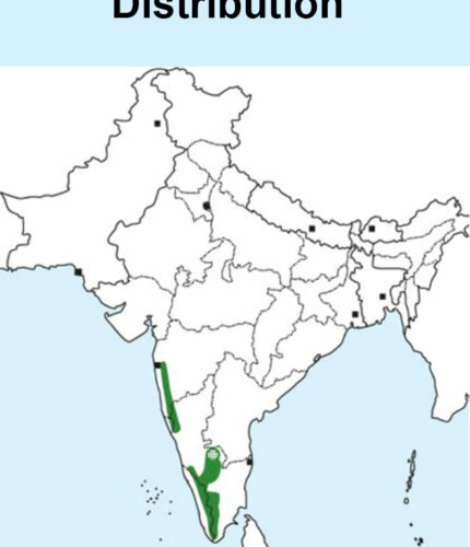 Niligiri Wood Pigeon