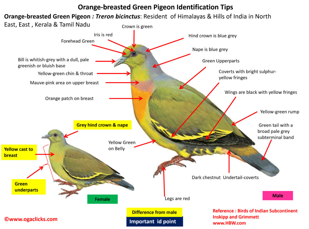 Orange-Breasted Green Pigeon -ID