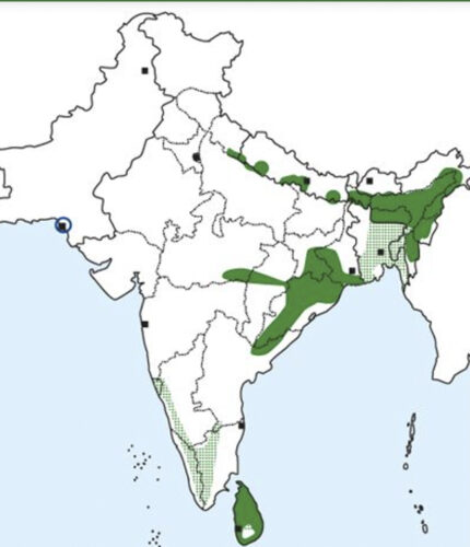 Orange-breasted Green pigeon Map