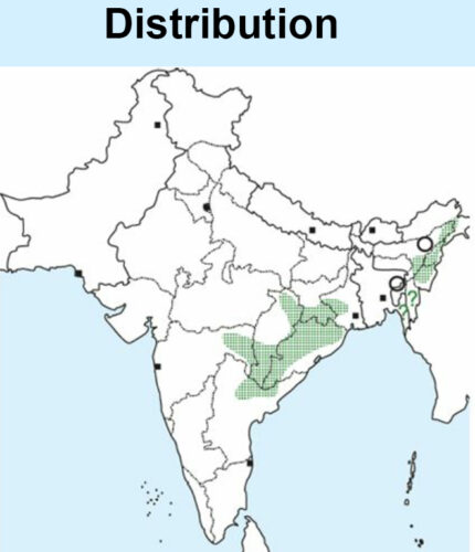 Pale-capped pigeon