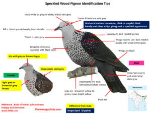 Speckled- Wood Pigeon -id