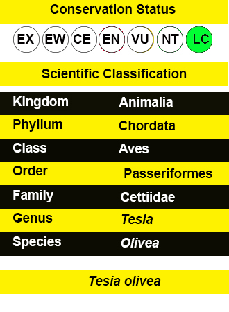 02 Least Slaty-bellied Tesia -iucn