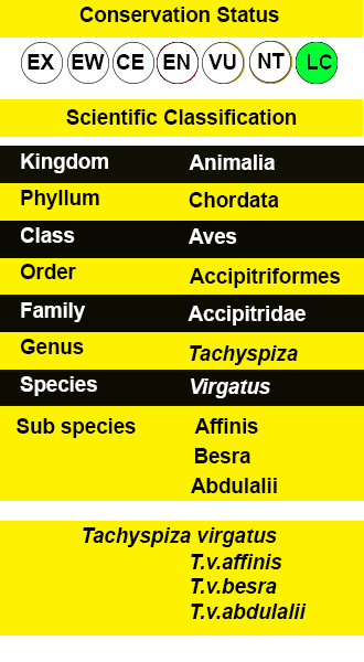 Besra -iucn