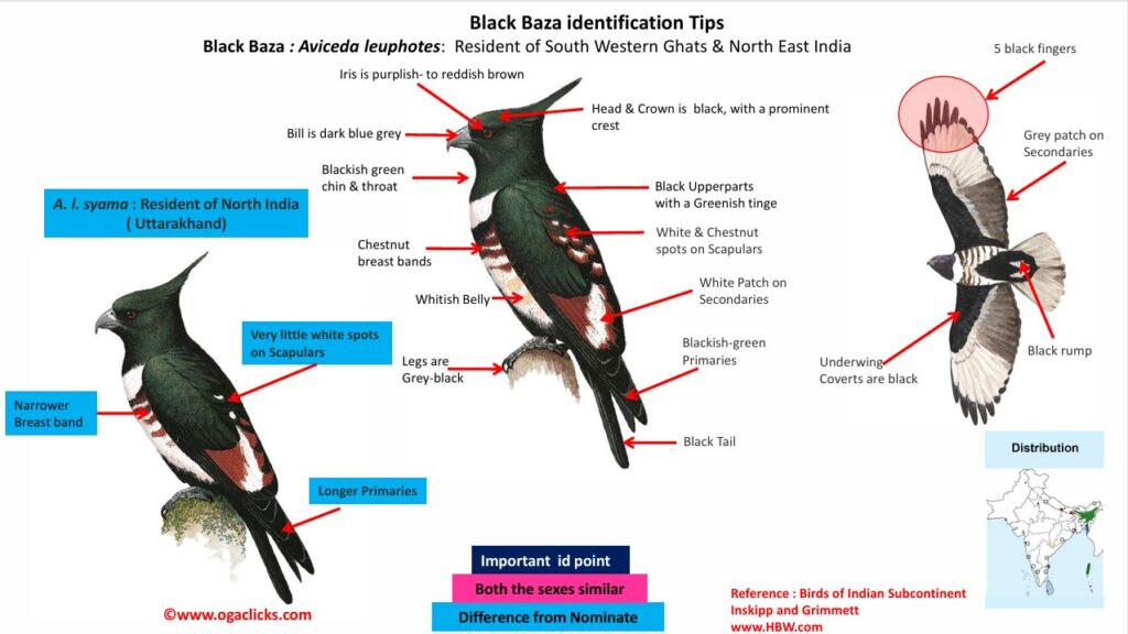 Black Baza -id