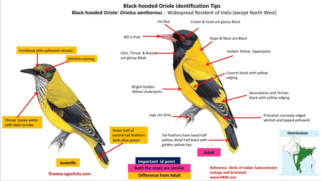 Black-hooded oriole-id
