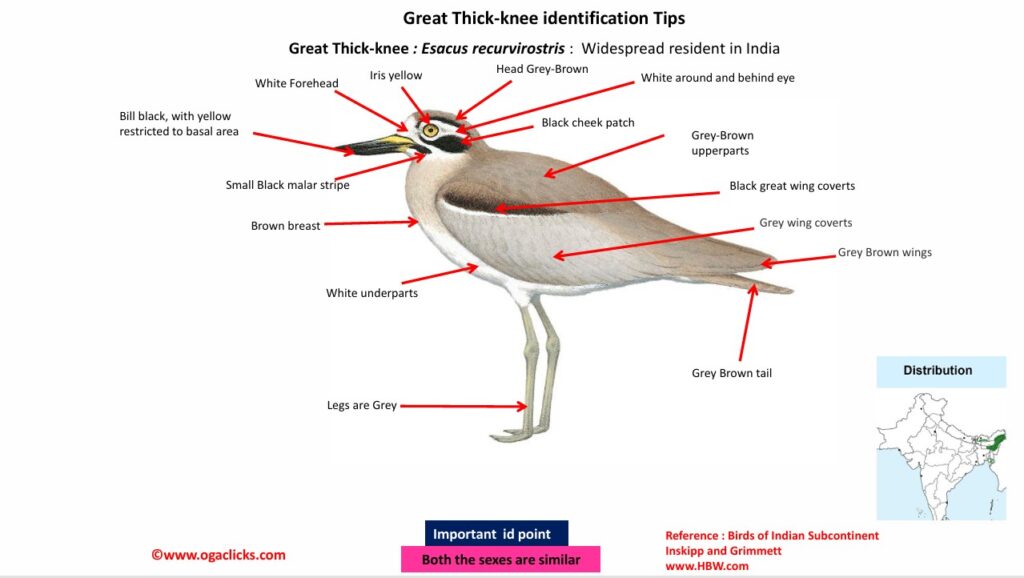 Great Thick-knee-Id