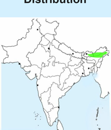Grey peacock Pheasant map