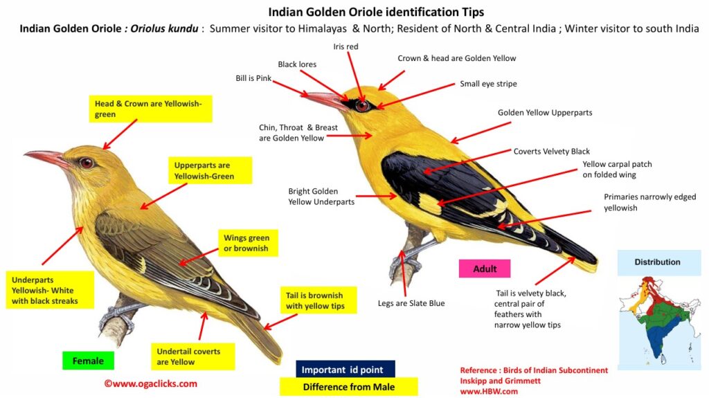 Indian Golden Oriole-id