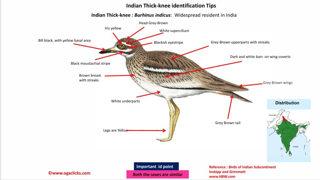 Indian thick knee-ID