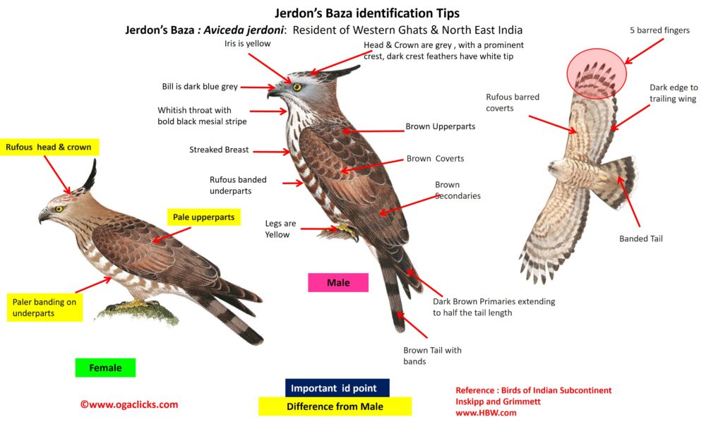 Jerdons Baza