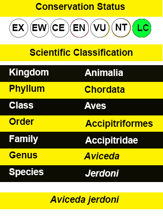 Jerdon's Baza iucn