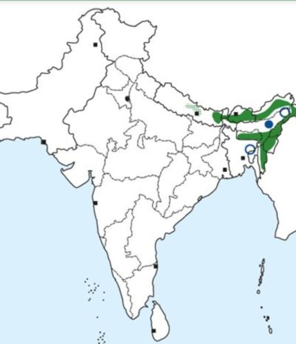 Large Niltava