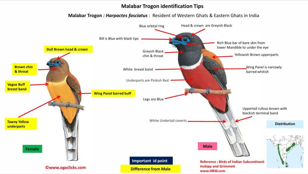 Malabar Trogon-id
