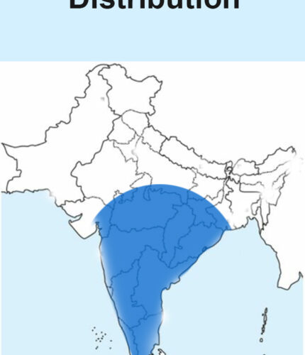 Mangolian Short-toed lark Map