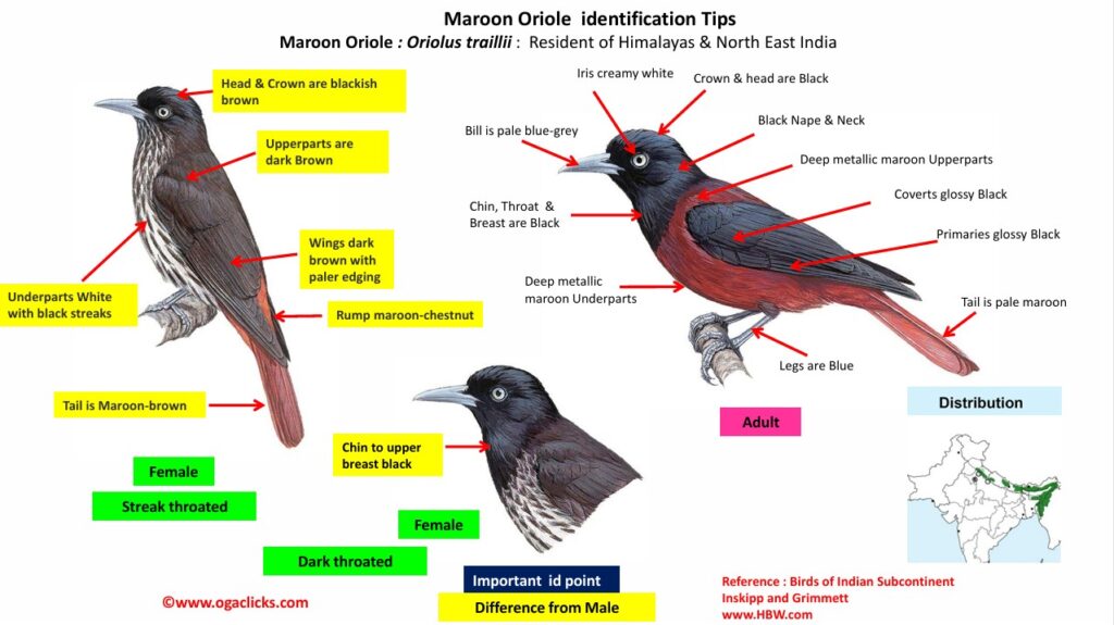 Maroon Oriole id