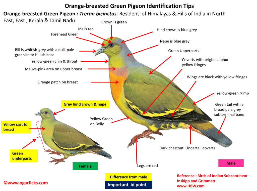 Orange-Breasted Green Pigeon -ID