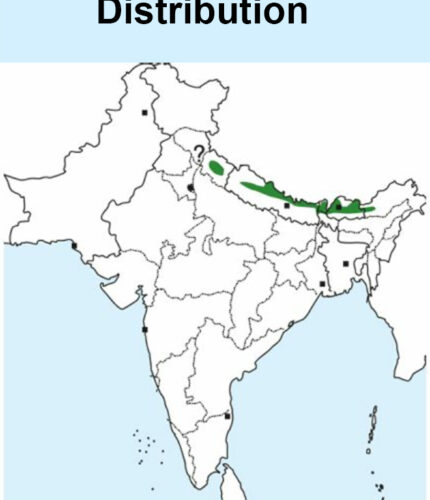 Satyr Tragopan