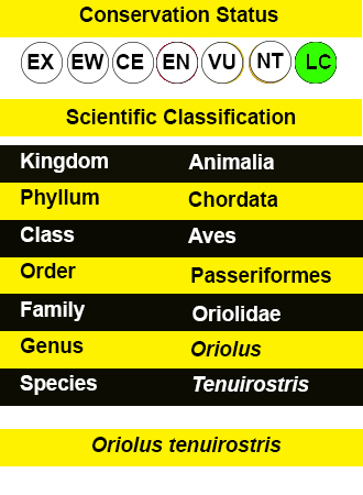 Slender-billed Oriole -iucn