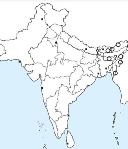 Vivid Niltava