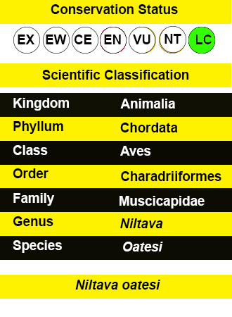 Vivid Niltava -iucn