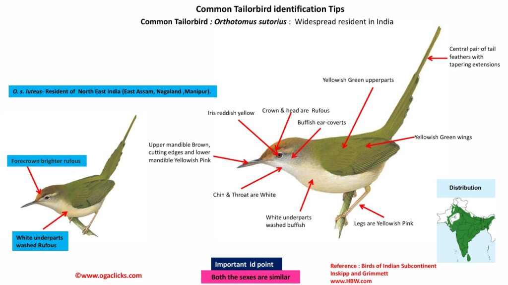 common Tailor bird-id