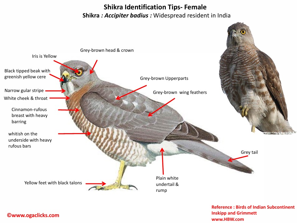 shikra female-id