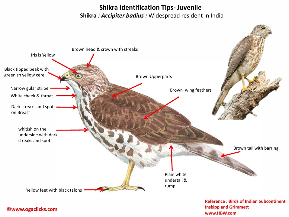 shikra juv-id