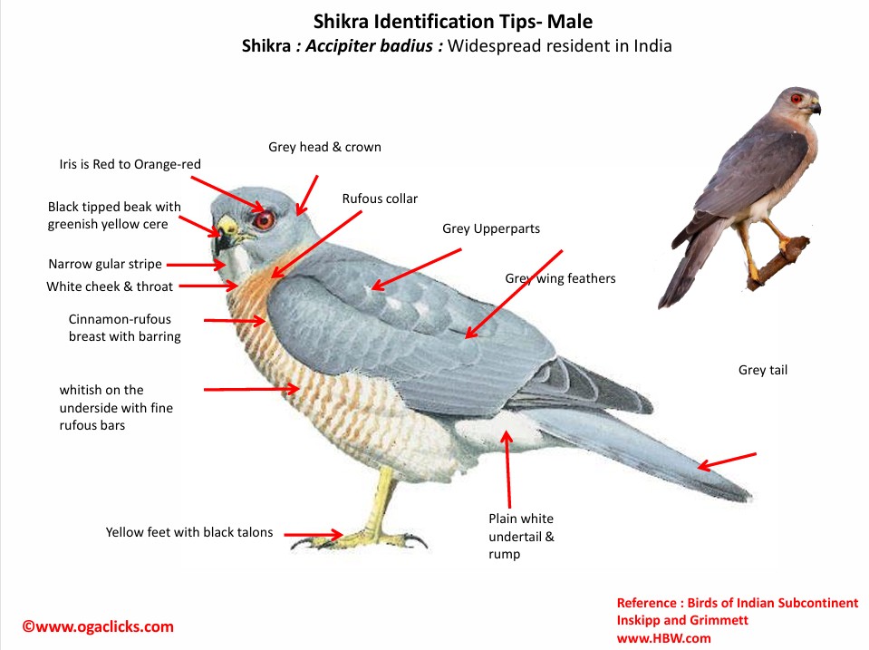 shikra male-id