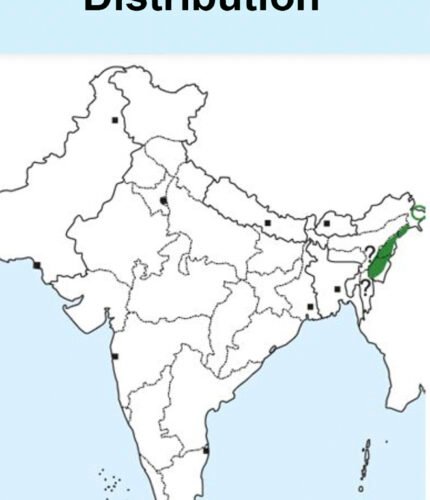 Chestnut-vented nuthatch-Map