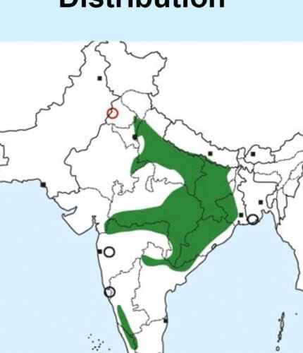 Indian Nuthatch - Map