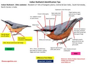 Indian Nuthatch-id