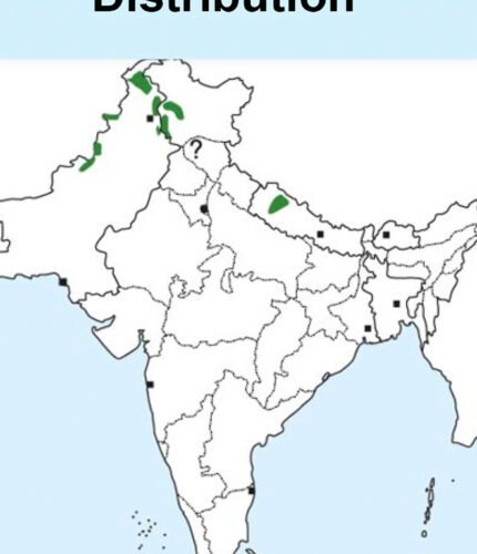 Kashmir Nuthatch-map