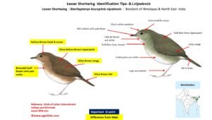 Lesser Shortwing ID