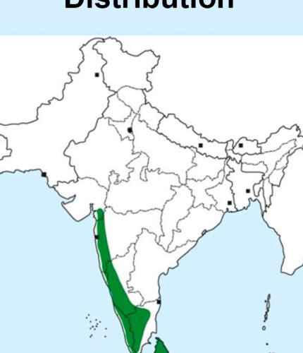 Orange Minivet Map