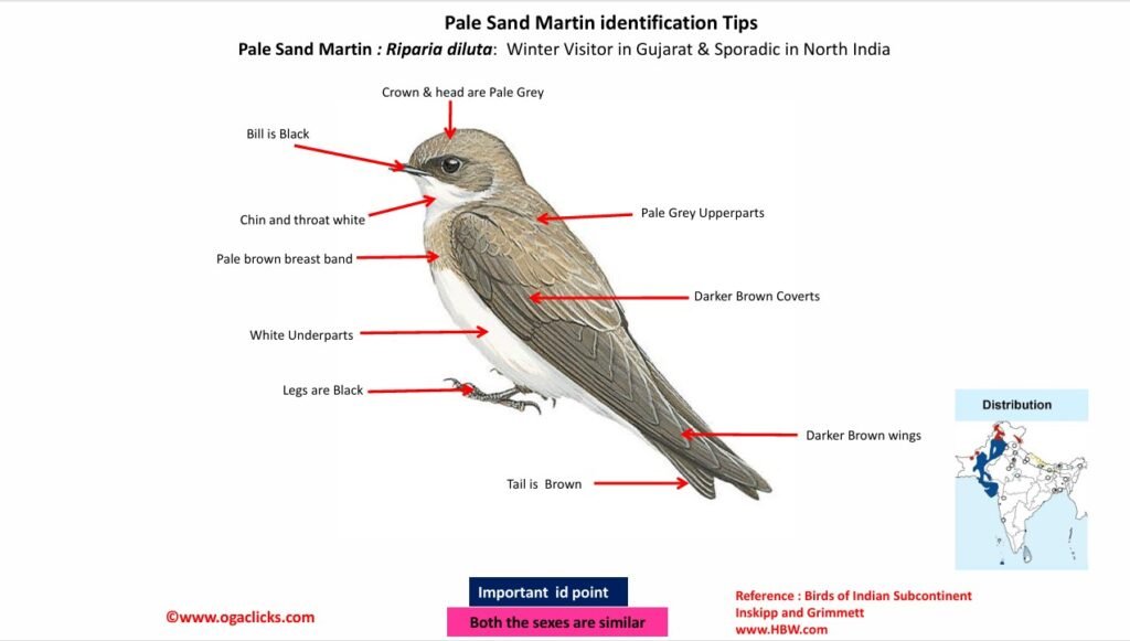 Pale martin-id