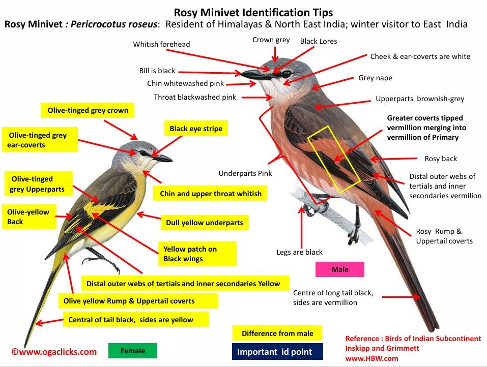 Rosy Minivet ID