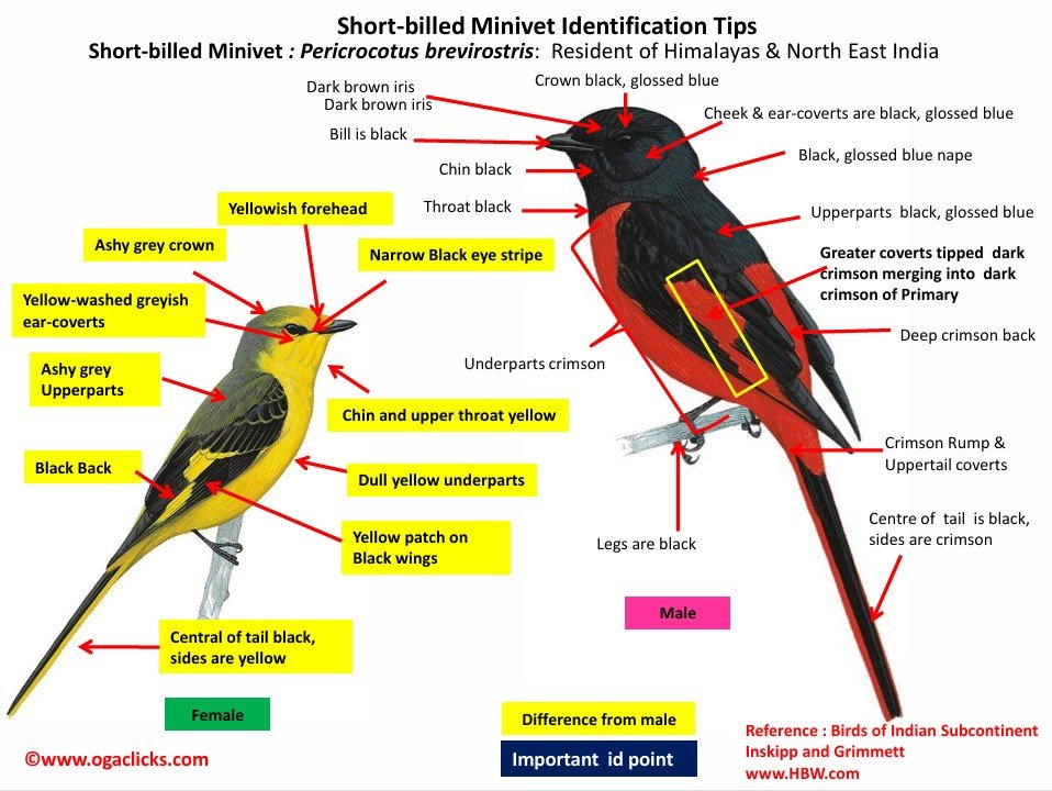 Short-billed Minivet -id