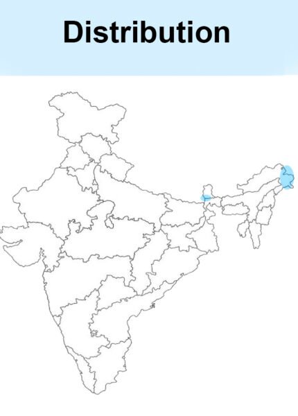Siberian House Martin-map