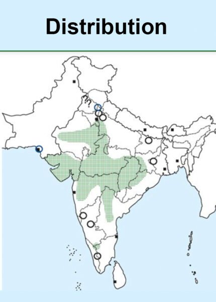 White-bellied Minivet-Map