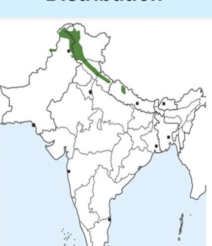 White-cheeked Nuthatch map
